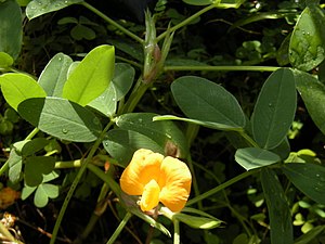 Arachis pintoi foliage and flower.jpg