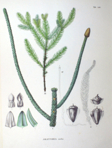 Araucaria excelsa