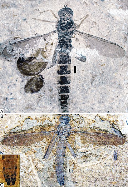 File:Archirhagio mostovskii and zhangi.jpg