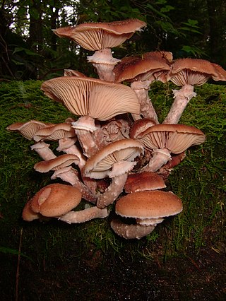 <i>Armillaria gemina</i> Species of fungus