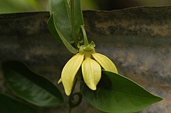 Flor de Artabotrys hexapetalus