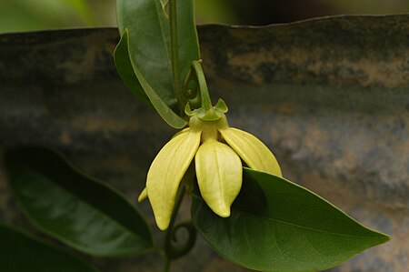 Móng rồng (thực vật)