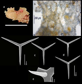 <i>Arturia adusta</i> Species of sponge