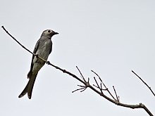 Subspecies salangensis from Thailand Ashy Drongo salangensis MG 8541 GarimaBhatia.jpg