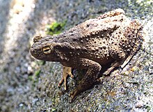 Asian Giant Toad.jpg