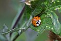 * Nomination Asian Ladybeetle (Harmonia Axyridis). --MirandaAdramin 12:30, 9 July 2017 (UTC) * Promotion Nice and QI -- Spurzem 12:41, 9 July 2017 (UTC)