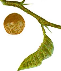 Aspidiotus nerii на олеандрі