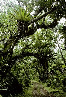 La forêt Limestone sur Atiu