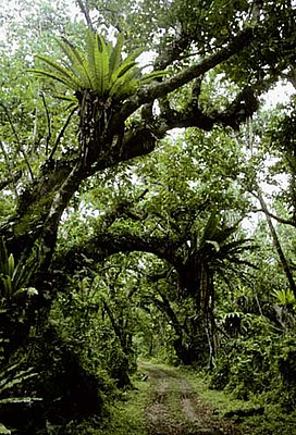 Тропический лес на коралловом известняке на острове Атиу