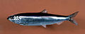 Atlantic herring.jpg