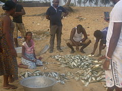 Atlantico Costa d'Avorio Gr.Bassam.Il risultato della pesca