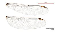 Austrogomphus doddi female wings (35019260356).jpg