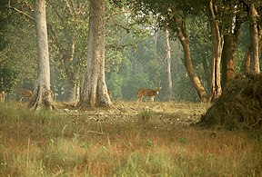 Axishirsche im Kanha-Nationalpark