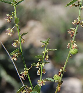 <i>Ayenia compacta</i> Species of flowering plant