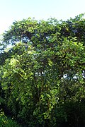 Azara integrifolia kz04.jpg