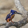 * Nomination Azure kingfisher (Ceyx azureus ruficollaris) --Charlesjsharp 10:11, 18 January 2024 (UTC) * Promotion  Support Good quality. --Jakubhal 13:16, 18 January 2024 (UTC)