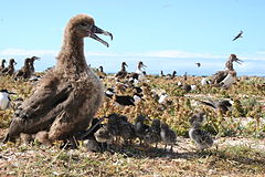 Seeking shade is one method of cooling. Here sooty tern chicks are using a black-footed albatross chick for shade. BFAL SOTE shade.JPG