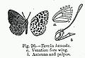 A lycaenid butterfly Taraka hamada with venation of forewing and sketch of antenna and palpus.