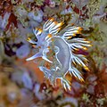 * Nomination Sea slug (Flabellina babai), Arrábida National Park, Portugal --Poco a poco 11:50, 9 May 2023 (UTC) * Promotion  Support Good quality.--Famberhorst 17:27, 14 May 2023 (UTC)
