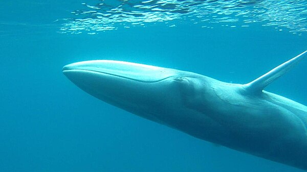 Omura's whale off Nosy Be