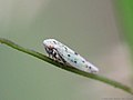 Balclutha punctata (Fabricius, 1775)