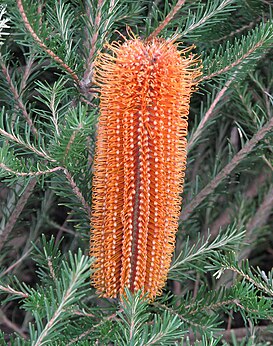 Banksia 'Yellow Wing'