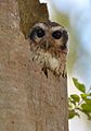 Bare-legged Owl.jpg