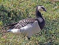 Goose, Barnacle Branta leucopsis