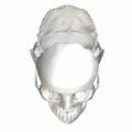 Crâne humain vu de dessus (sans les os pariétaux) : la partie basilaire de l'os occipital (en rouge).