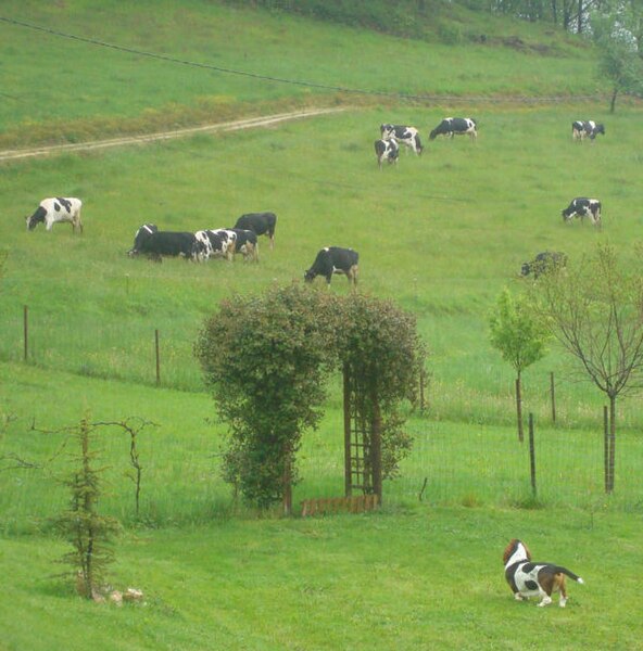 File:Basset hound et vaches.jpg