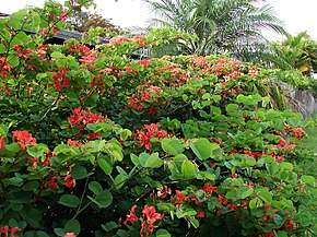 Beschrijving van de afbeelding Bauhinia galpinii.jpg.