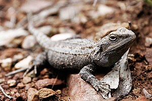 Østlig skægdrage (Pogona barbata)