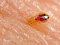 bed bug nymph feeding on a bed bugs no one wants bedbugs value of ...