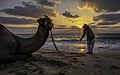 Bedouin with his camel at Zikim Beach in Israel