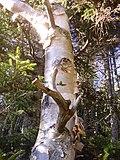 Smámynd fyrir Betula cordifolia