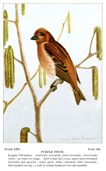 File:Bird-Life-0113-149.png