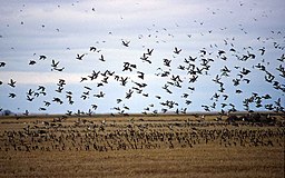 Bird Migration at Oak Hammock Marsh (48241173106). Travel Manitoba, CC BY 2.0 <https://creativecommons.org/licenses/by/2.0>, via Wikimedia Commons