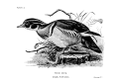 Aix sponsa Plate 3 in: Birdcraft, 1897