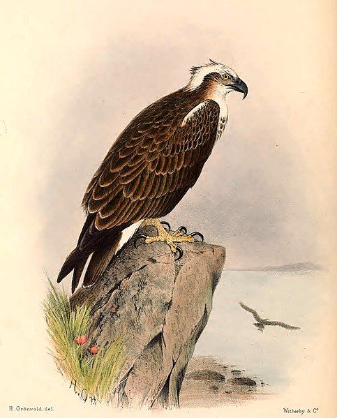 File:Birds of Australia Mathews vol 5 plate 259.jpg