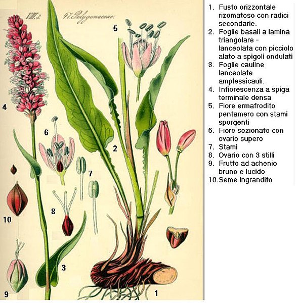 File:Bistorta officinalis Sturm61 DESC.JPG