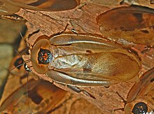 Foto de fêmea adulta da barata Blaberus giganteus.