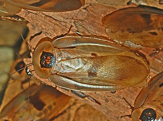 <i>Blaberus giganteus</i> species of insect