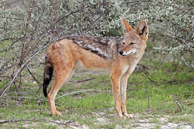 culpeo fox species