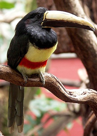 <span class="mw-page-title-main">Black-necked aracari</span> Species of bird