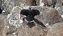Esemplare in procinto di posarsi su una roccia mette in evidenza il bianco di ali e coda.
