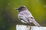 Thumbnail for File:Black Phoebe in the Rain.jpg