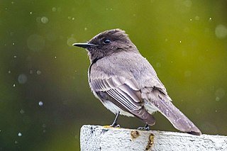 Black phoebe Species of bird in the tyrant-flycatcher family