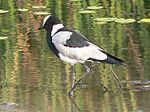 Blacksmith plover.jpg