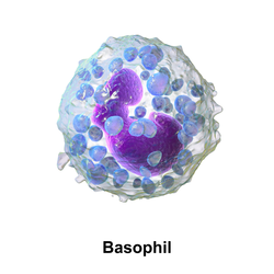Basophil granulocyte.