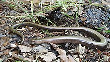 Slow worm in Germany Blindschleiche Anguis fragilis.jpg